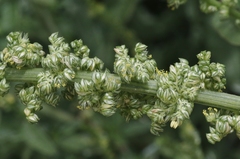 Amaranthus arenicola