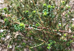 Pultenaea densifolia