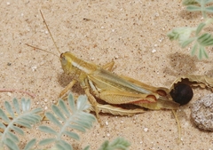 Melanoplus foedus