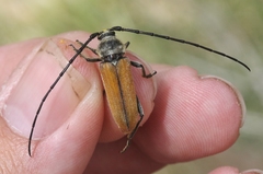 Crossidius suturalis