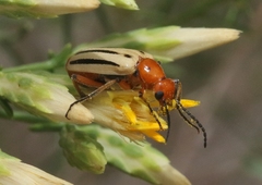 Pyrota bilineata
