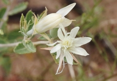 Mentzelia strictissima