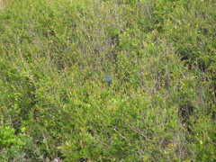 Cyanoloxia glaucocaerulea