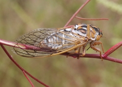 Megatibicen harenosus