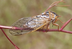 Megatibicen harenosus