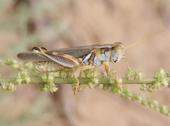 Melanoplus bowditchi
