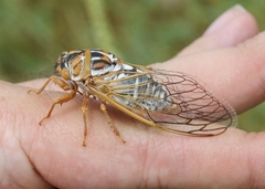 Megatibicen harenosus