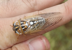 Megatibicen harenosus