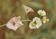 Mirabilis glabra