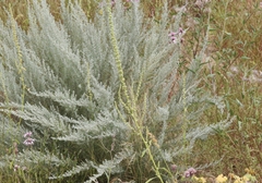 Amaranthus arenicola