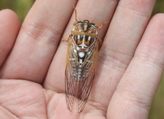 Megatibicen harenosus