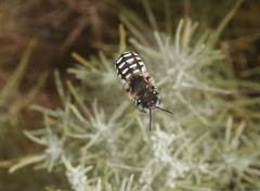 Anthidium porterae