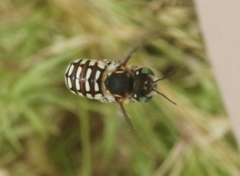 Anthidium porterae