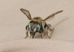 Anthidium porterae