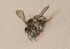 Anthidium porterae