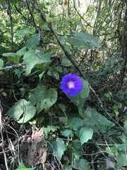 Ipomoea villifera