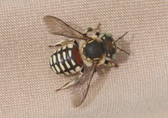 Anthidium porterae