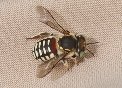 Anthidium porterae