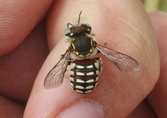 Anthidium porterae