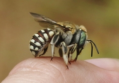 Anthidium porterae