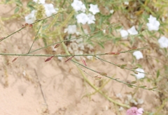 Oenothera cinerea