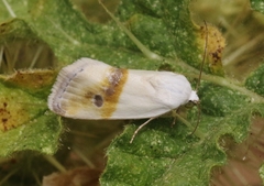 Ponometia virginalis