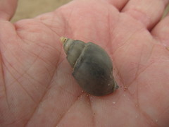 Buccinanops cochlidium