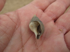 Buccinanops cochlidium