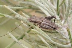 Cycloptilum comprehendens