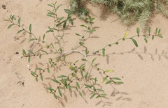 Phyllanthus warnockii