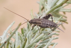 Cycloptilum comprehendens