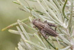 Cycloptilum comprehendens