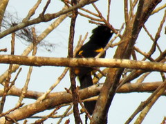 Icterus prosthemelas