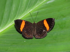 Crocozona pheretima