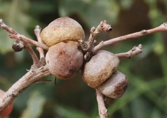 Disholcaspis erugomamma