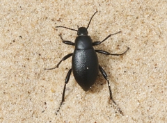 Eleodes carbonaria