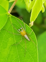 Oxyopes