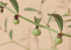 Phyllanthus warnockii