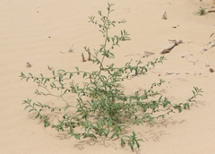 Phyllanthus warnockii