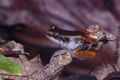 Eleutherodactylus weinlandi