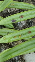 Neophyllaphis totarae