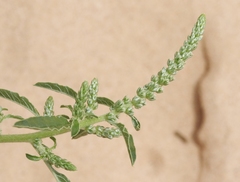 Amaranthus arenicola