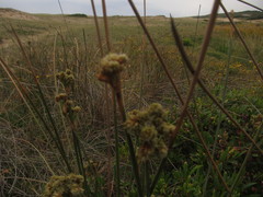 Androtrichum trigynum