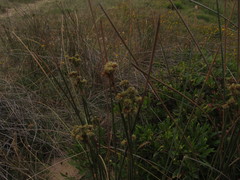 Androtrichum trigynum