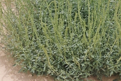 Amaranthus arenicola