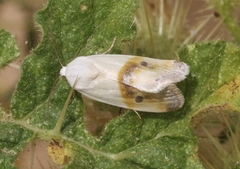Ponometia virginalis