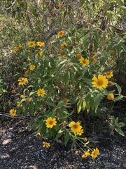 Tithonia longiradiata