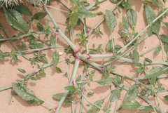 Amaranthus arenicola