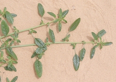 Amaranthus arenicola