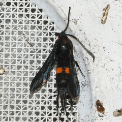 Sannina uroceriformis